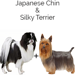 Silky Chin Dog
